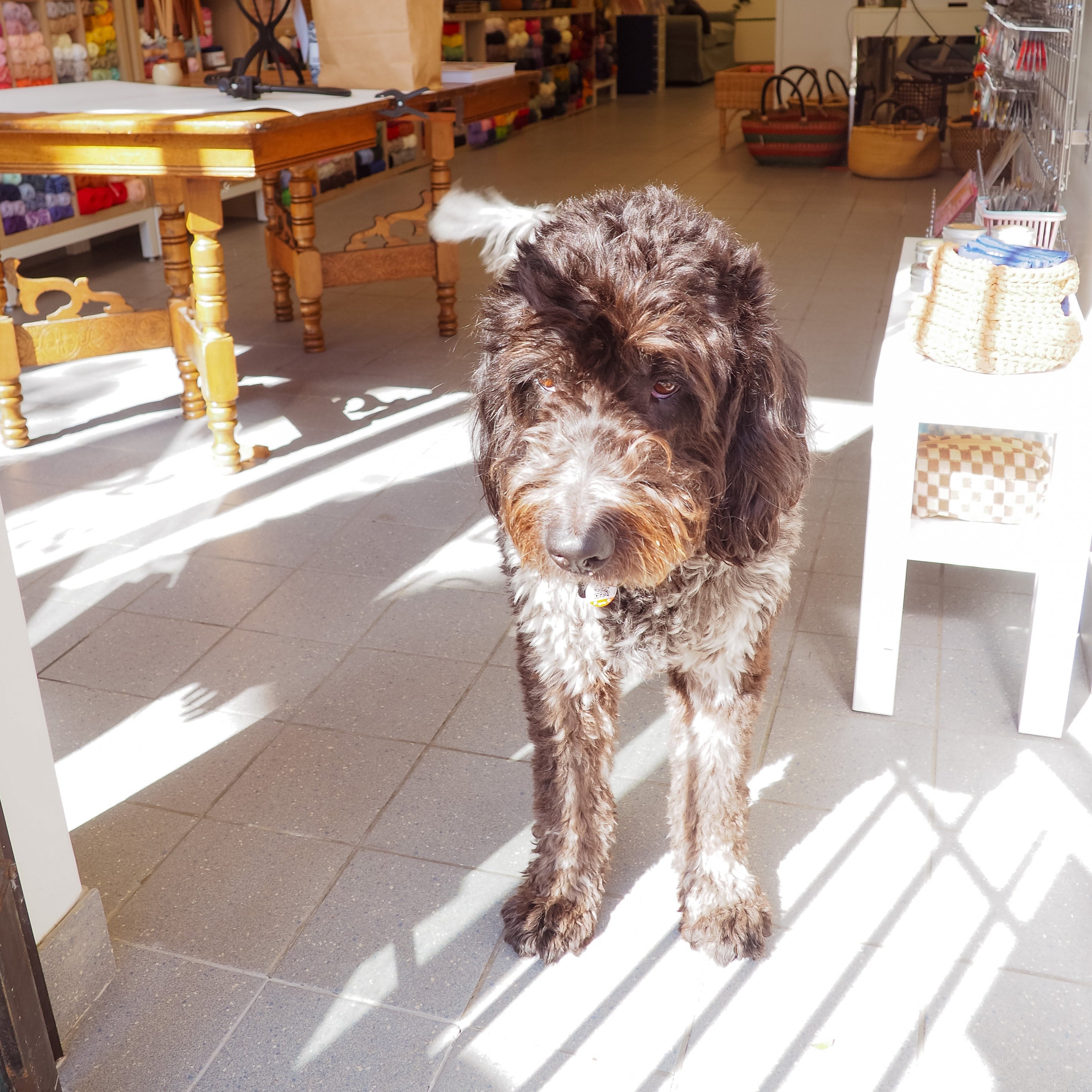 Dog standing in a store with yarn and supplies in the background